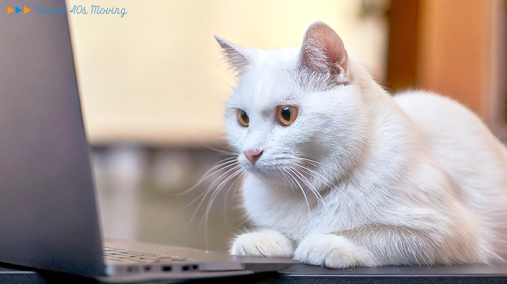 猫太郎、仕事頑張る